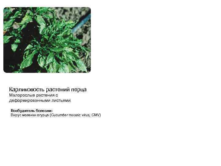 Карликовость растений перца Малорослые растения с деформированными листьями. Возбудитель болезни: Вирус мозаики огурца (Cucumber