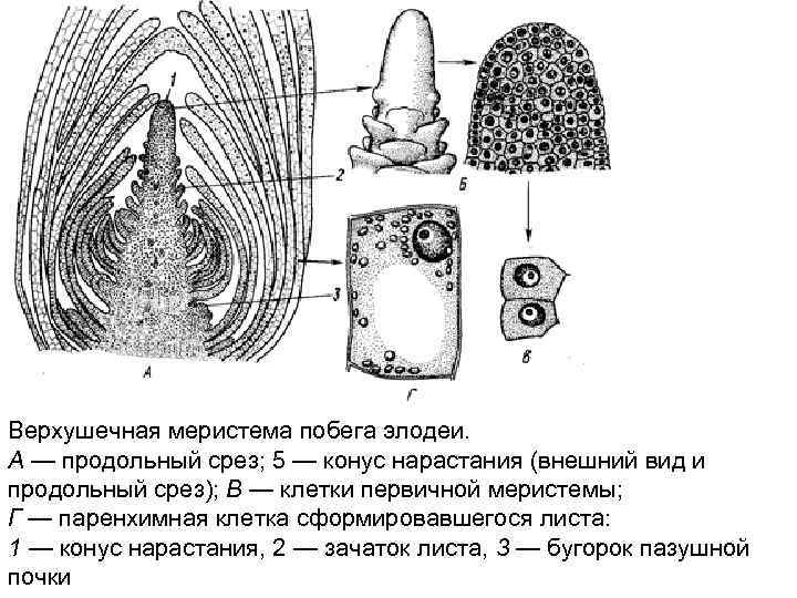 Верхушечная меристема побега элодеи. А — продольный срез; 5 — конус нарастания (внешний вид