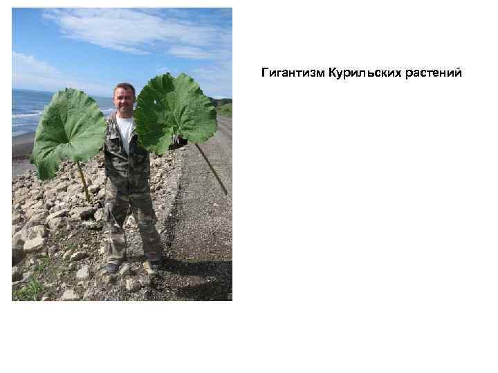 Гигантизм Курильских растений 