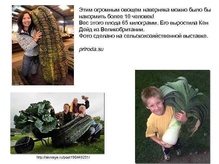 Этим огромным овощем наверняка можно было бы накормить более 10 человек! Вес этого плода