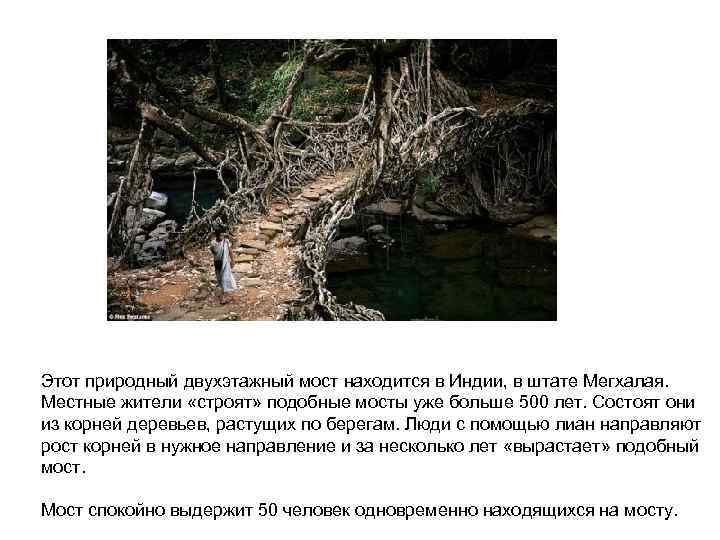 Этот природный двухэтажный мост находится в Индии, в штате Мегхалая. Местные жители «строят» подобные