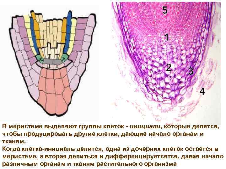 Физиология растений картинки