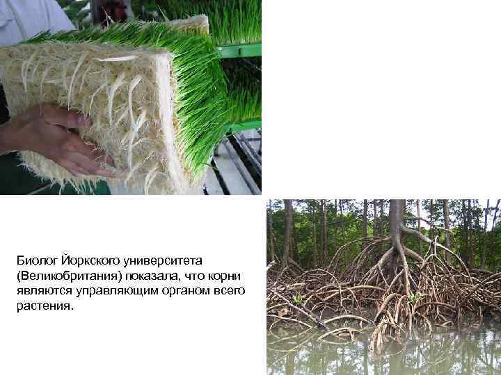 Биолог Йоркского университета (Великобритания) показала, что корни являются управляющим органом всего растения. 