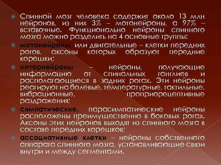  Спинной мозг человека содержит около 13 млн нейронов, из них 3% – мотонейроны,