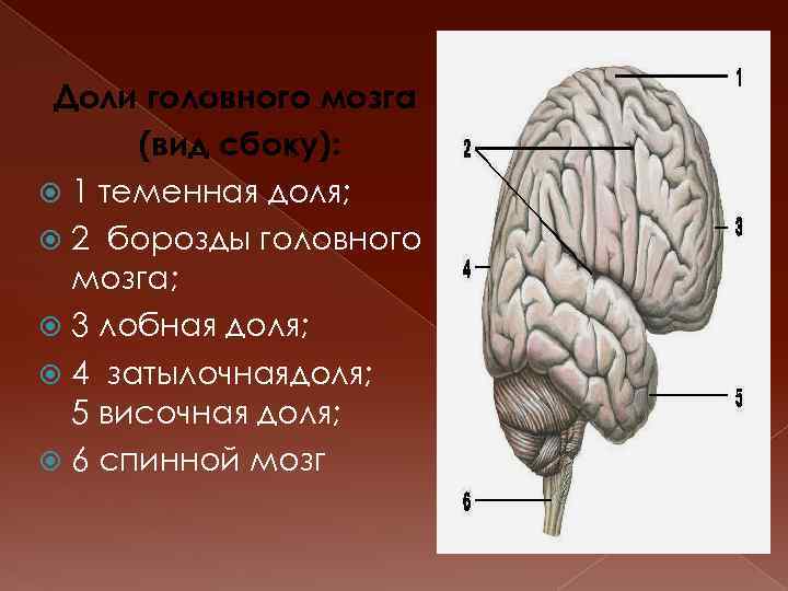 Доли головного мозга (вид сбоку): 1 теменная доля; 2 борозды головного мозга; 3 лобная