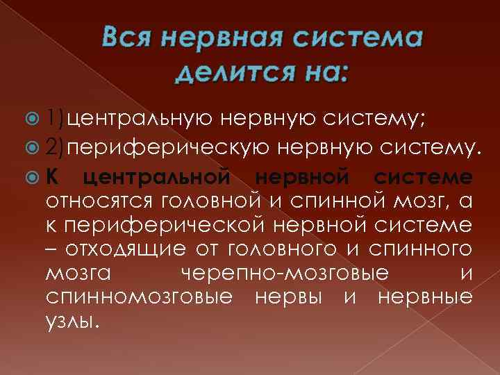 Вся нервная система делится на: 1)центральную нервную систему; 2)периферическую нервную систему. К центральной нервной