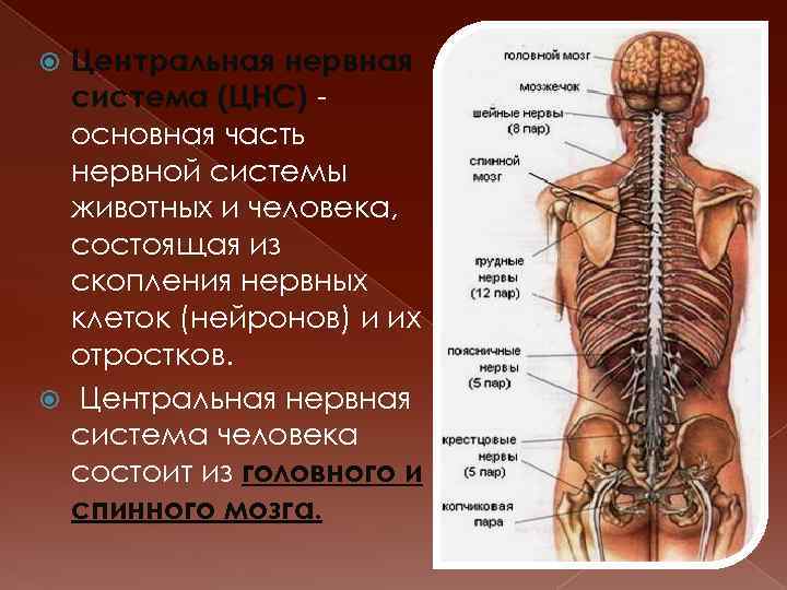 Центральная нервная система (ЦНС) основная часть нервной системы животных и человека, состоящая из скопления
