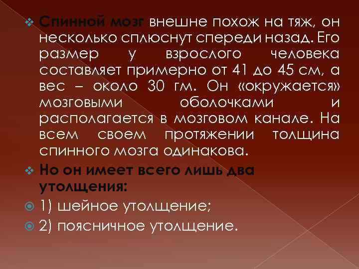 Спинной мозг внешне похож на тяж, он несколько сплюснут спереди назад. Его размер у