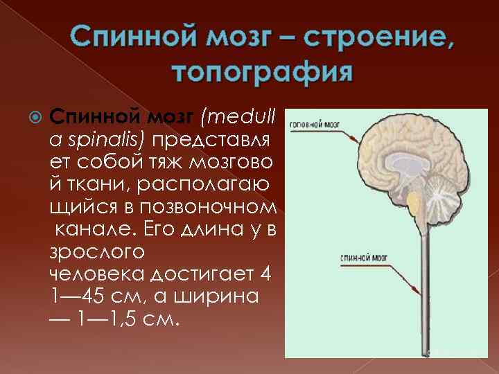 Спинной мозг – строение, топография Спинной мозг (medull a spinalis) представля ет собой тяж