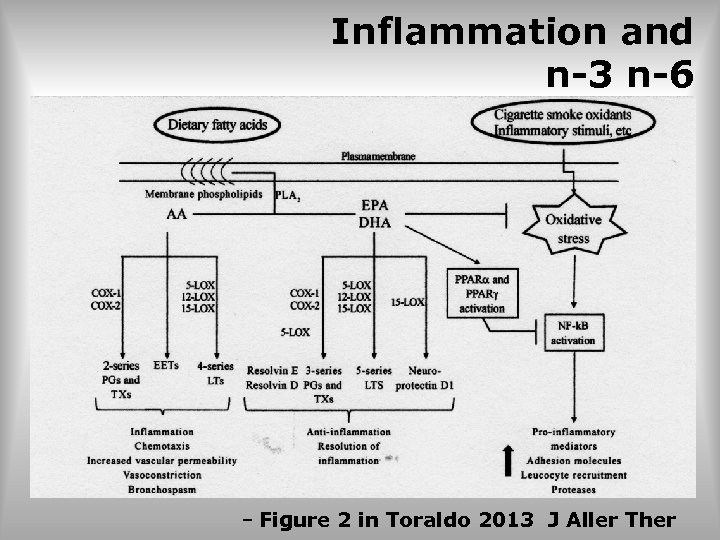 Inflammation and n-3 n-6 – Figure 2 in Toraldo 2013 J Aller Ther 