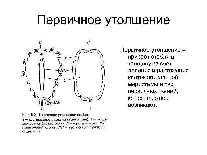 Первичный стебель. Первичное утолщение стебля. Первичное и вторичное утолщение стебля. Типы вторичного утолщения стебля. Вторичное утолщение стебля строение.