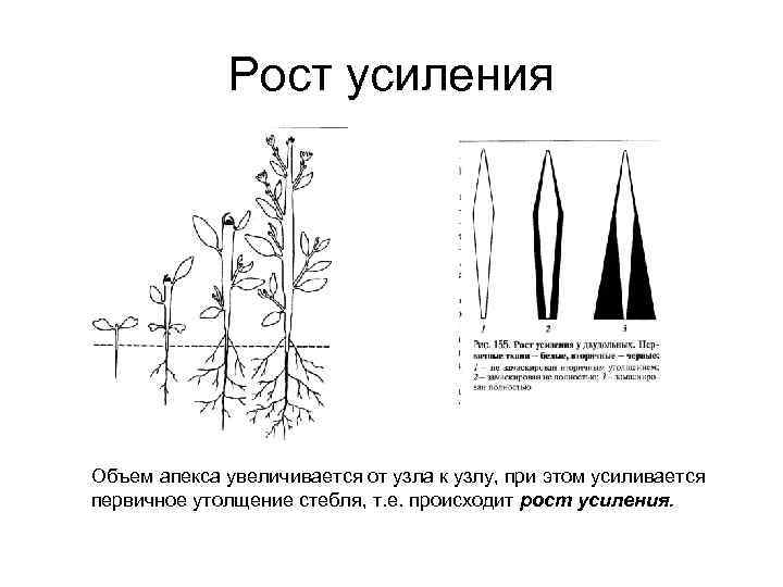 Рост усиления Объем апекса увеличивается от узла к узлу, при этом усиливается первичное утолщение