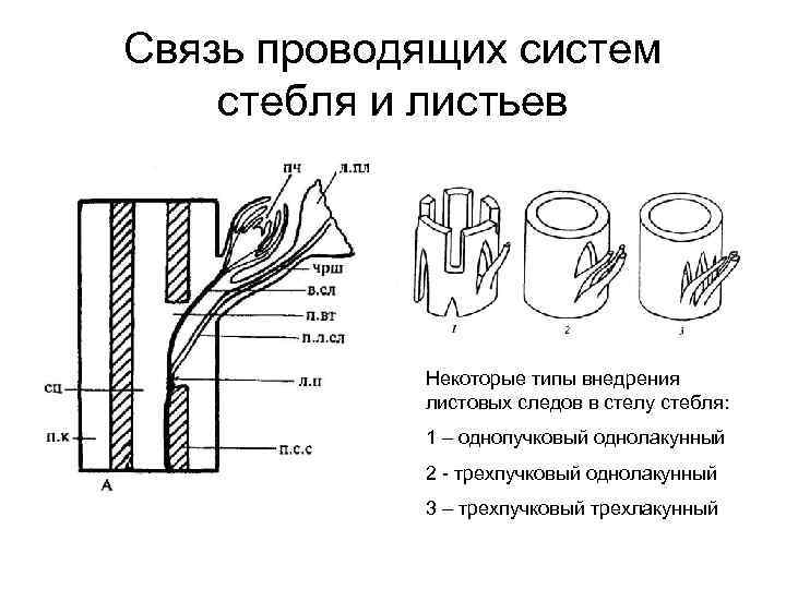 Связь проводящих систем стебля и листьев Некоторые типы внедрения листовых следов в стелу стебля: