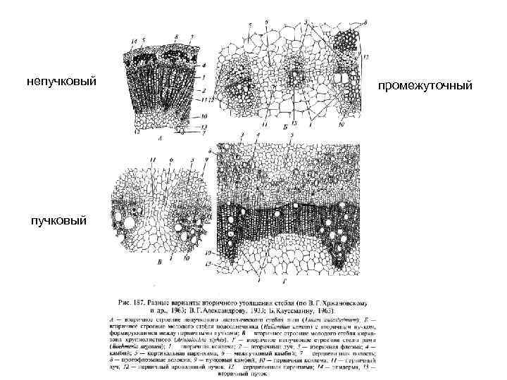 непучковый промежуточный 