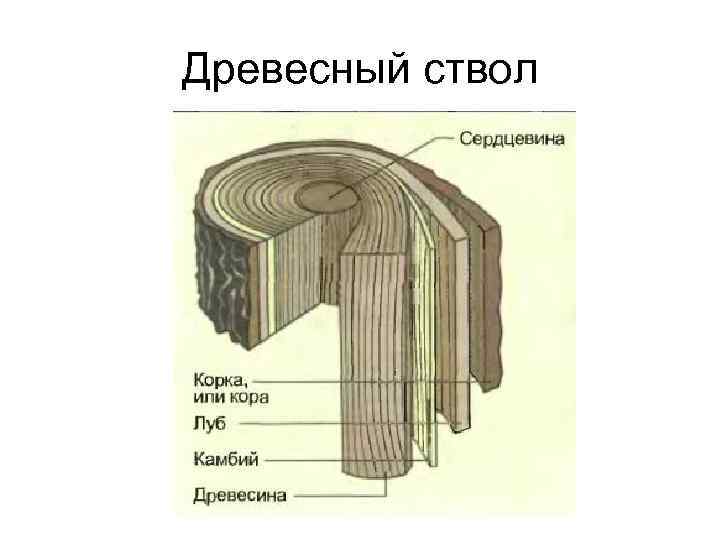 Древесный ствол 