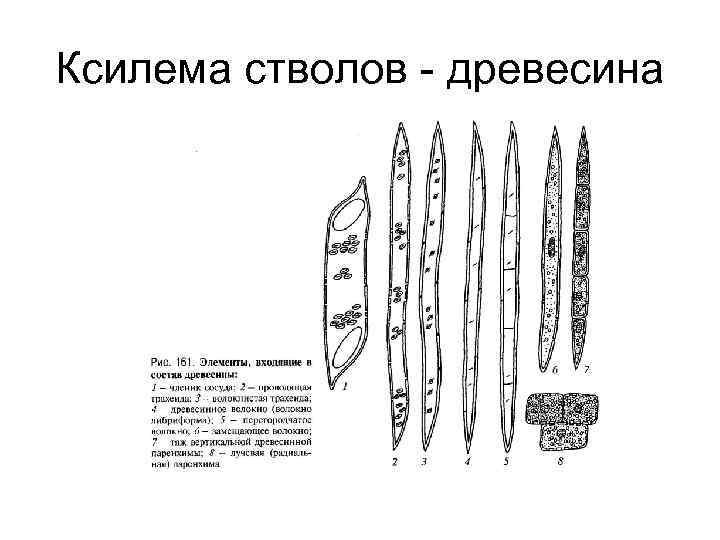 Ксилема стволов - древесина 
