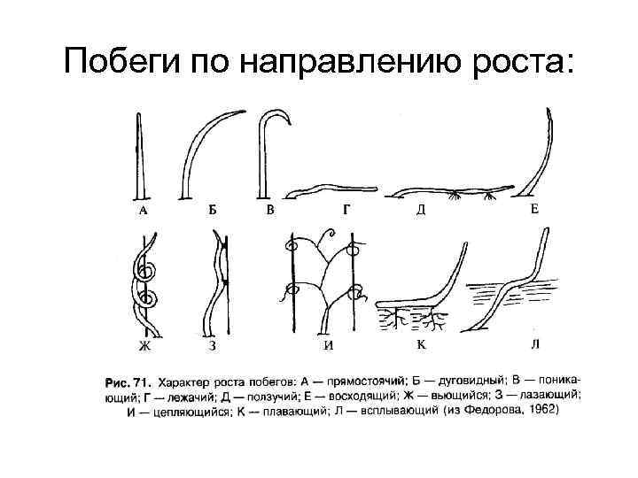 Виды стеблей. Типы побегов по направлению роста. Типы стеблей по положению в пространстве. Виды побегов по расположению в пространстве. Положение стебля в пространстве таблица.