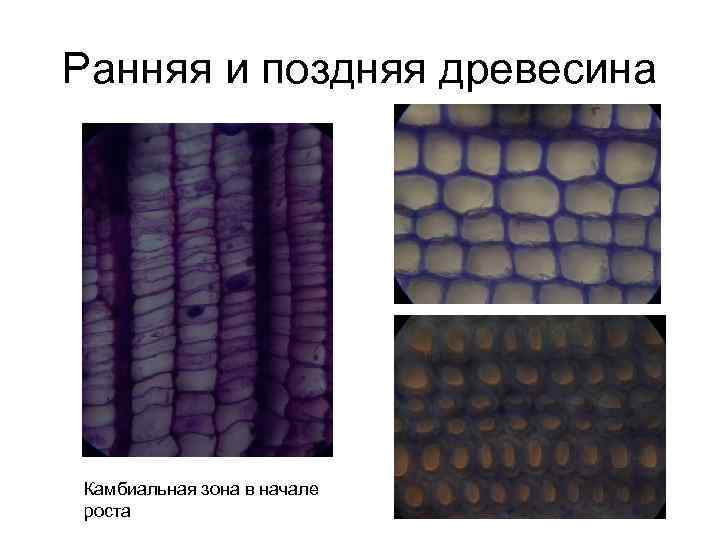 Ранняя и поздняя древесина Камбиальная зона в начале роста 