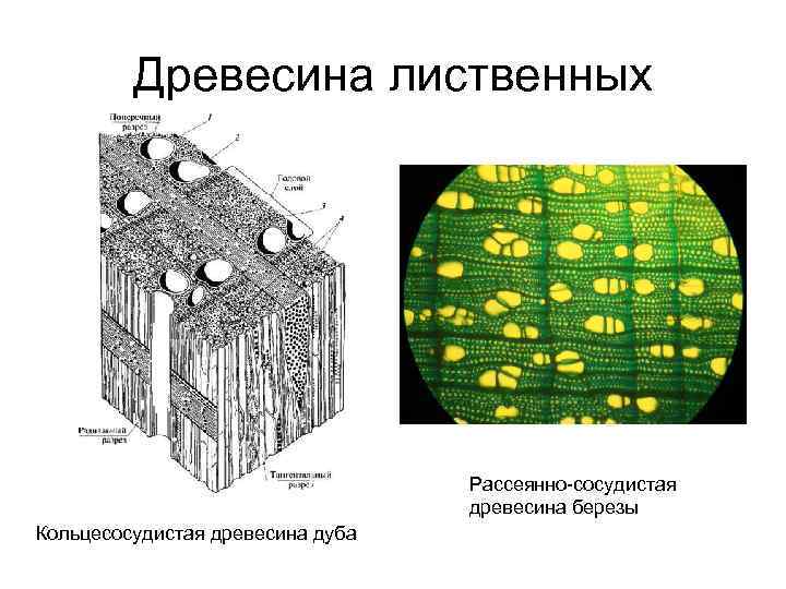 Древесина лиственных Рассеянно-сосудистая древесина березы Кольцесосудистая древесина дуба 