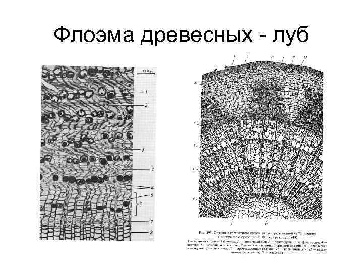 Флоэма древесных - луб 