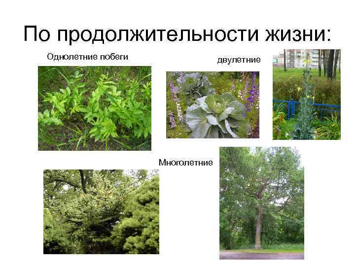 По продолжительности жизни: Однолетние побеги двулетние Многолетние 