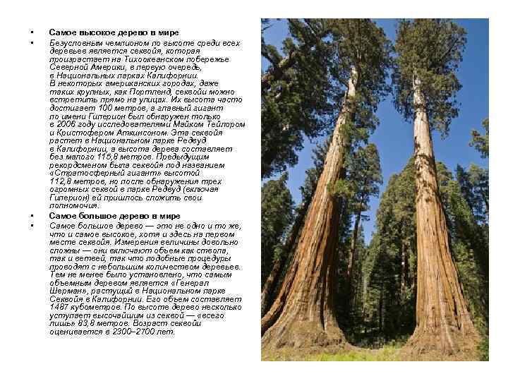  • • Самое высокое дерево в мире Безусловным чемпионом по высоте среди всех