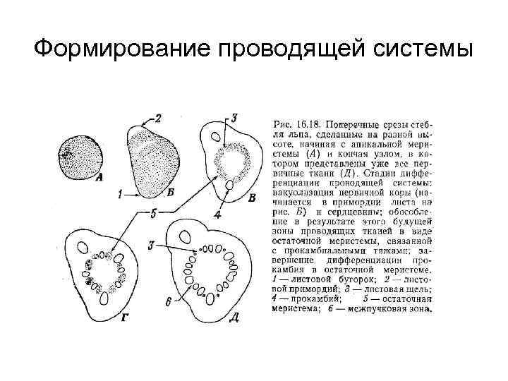 Формирование проводящей системы 