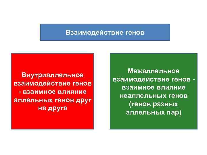 Взаимодействие генов Внутриаллельное взаимодействие генов - взаимное влияние аллельных генов друг на друга Межаллельное