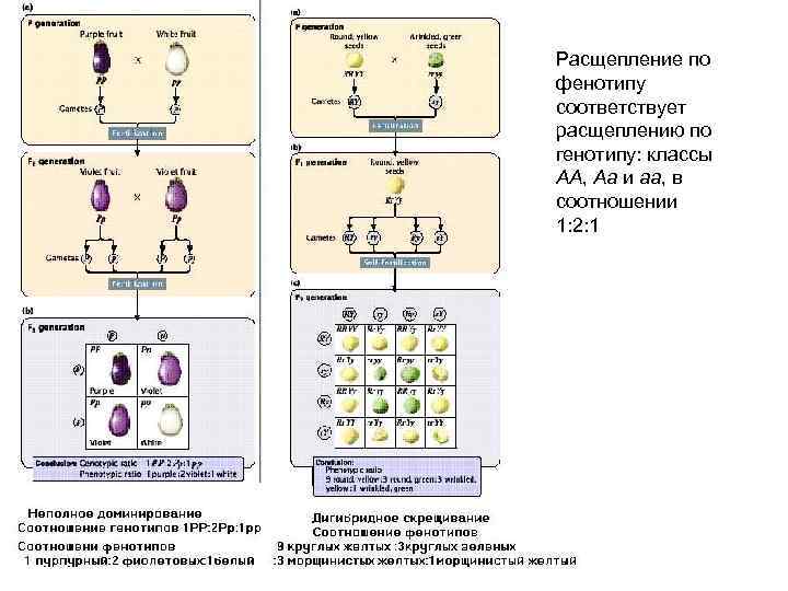 Расщепление по генотипу согласно 2 закону. Расщепление по генотипам и фенотипам 2 1. Расщепление по генотипу и фенотипу 1 1 1 1. Расшиплениеро фенотипу. Расщепление по генотипу и фенотипу.