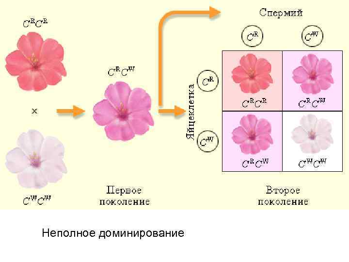 Неполное доминирование 