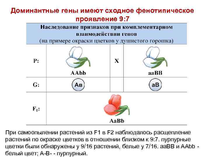 Доминантные гены имеют сходное фенотипическое проявление 9: 7 При самоопылении растений из F 1