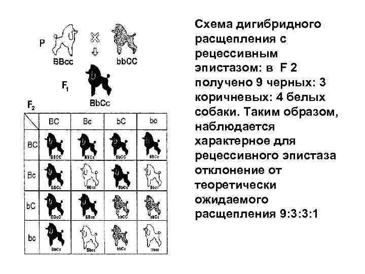 Схема дигибридного расщепления с рецессивным эпистазом: в F 2 получено 9 черных: 3 коричневых: