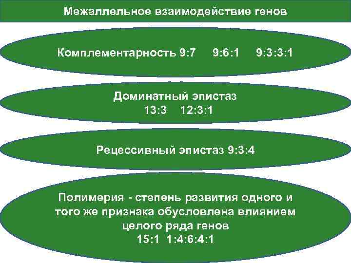 Межаллельное взаимодействие генов Комплементарность 9: 7 9: 6: 1 9: 3: 3: 1 Доминатный