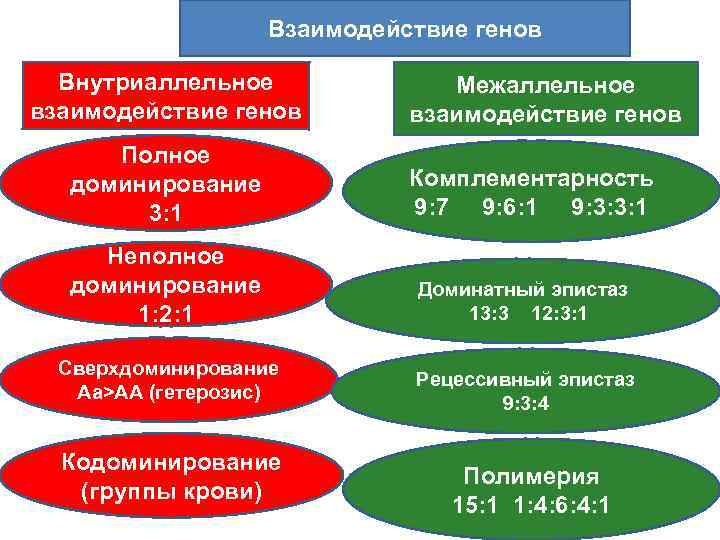 Взаимодействие генов Внутриаллельное взаимодействие генов Межаллельное взаимодействие генов Полное доминирование 3: 1 Комплементарность 9: