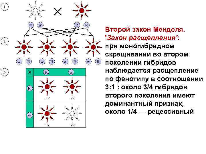 Второй закон менделя закон расщепления