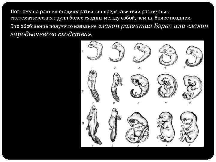 Поэтому на ранних стадиях развития представители различных систематических групп более сходны между собой, чем