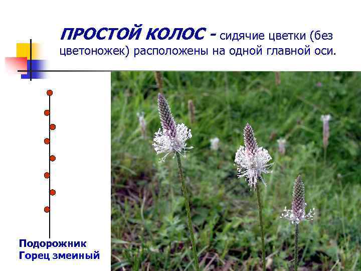 ПРОСТОЙ КОЛОС - сидячие цветки (без цветоножек) расположены на одной главной оси. Подорожник Горец