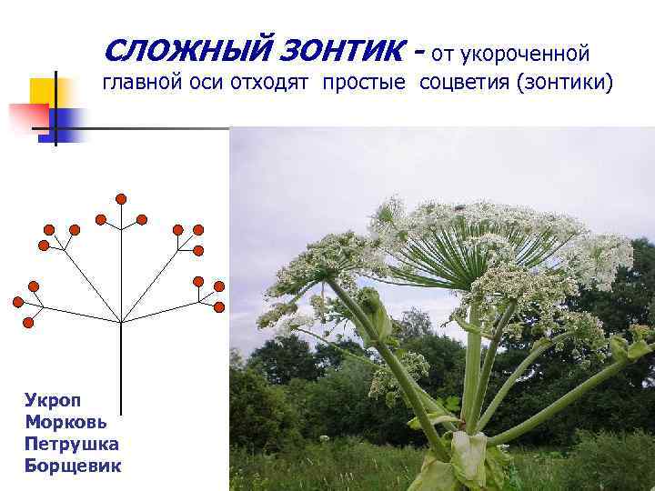 СЛОЖНЫЙ ЗОНТИК - от укороченной главной оси отходят простые соцветия (зонтики) Укроп Морковь Петрушка