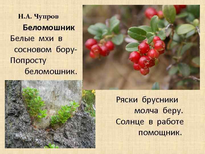  Н. А. Чупров Беломошник Белые мхи в сосновом бору. Попросту беломошник. Ряски брусники