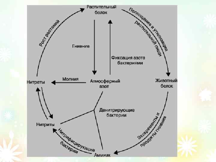 Круговорот хлора в природе схема и описание