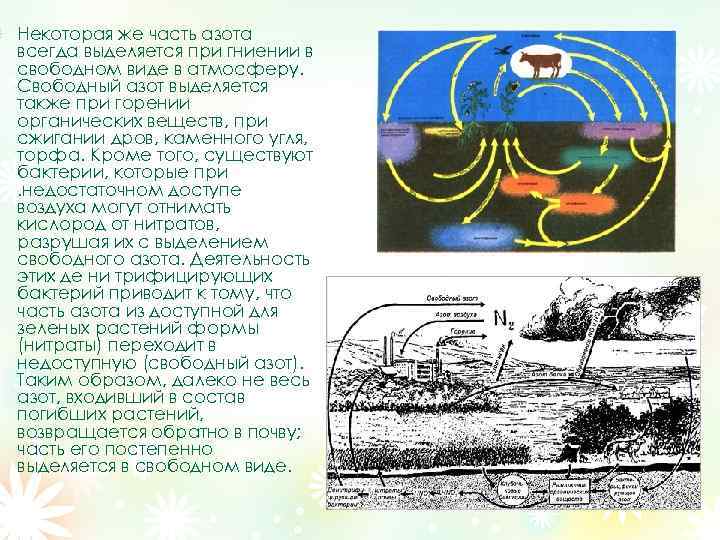 Некоторая же часть азота всегда выделяется при гниении в свободном виде в атмосферу. Свободный