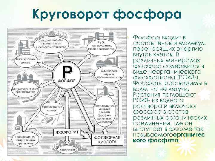 Составьте схему круговорота фосфора и разными стрелками покажите перемещение фосфора