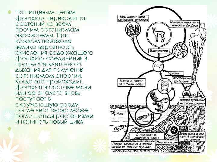 По пищевым цепям фосфор переходит от растений ко всем прочим организмам экосистемы. При каждом