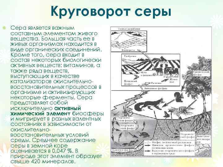 Круговорот серы в природе презентация биология