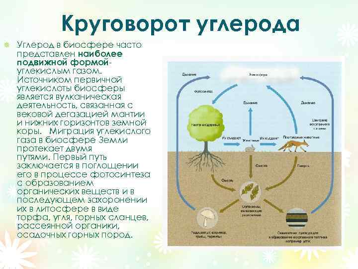 Углекислый газ функции в биосфере. Составьте схему круговорота углерода. Биологический круговорот углерода схема. Круговорот со2 в природе схема.