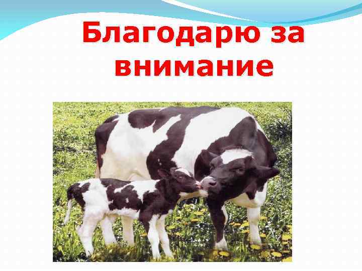 Благодарю за внимание 