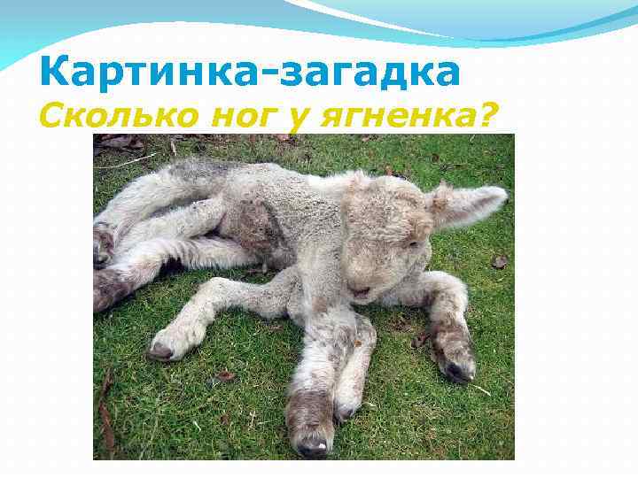 Картинка-загадка Сколько ног у ягненка? 