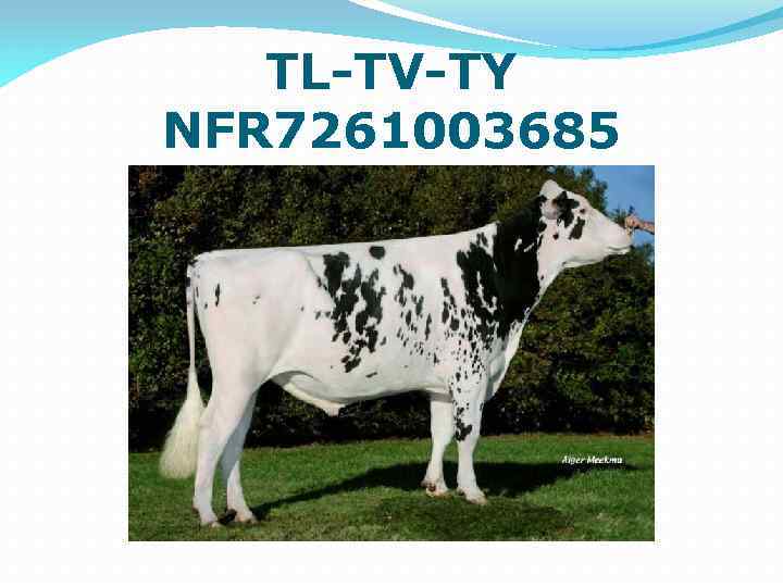 TL-TV-TY NFR 7261003685 