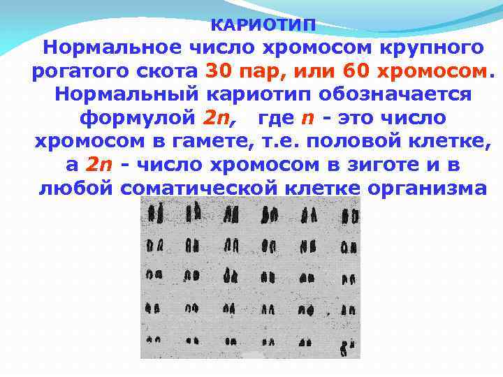 КАРИОТИП Нормальное число хромосом крупного рогатого скота 30 пар, или 60 хромосом. Нормальный кариотип