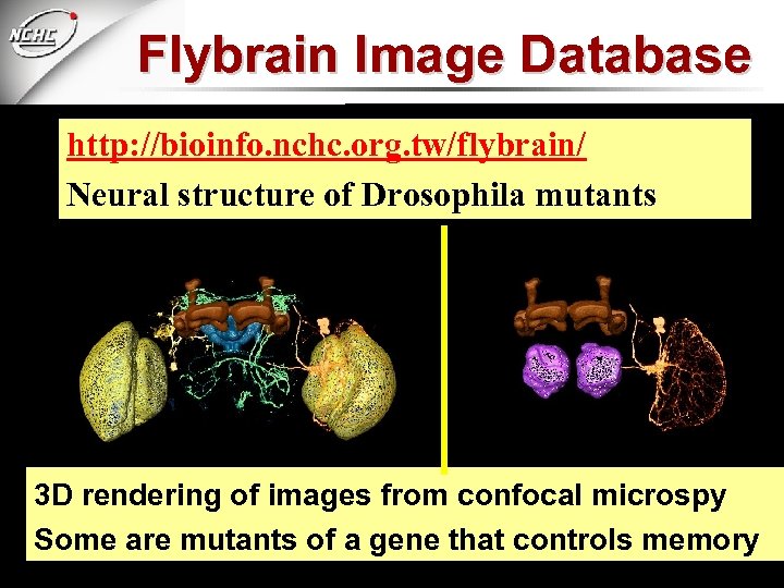 Flybrain Image Database http: //bioinfo. nchc. org. tw/flybrain/ Neural structure of Drosophila mutants 3